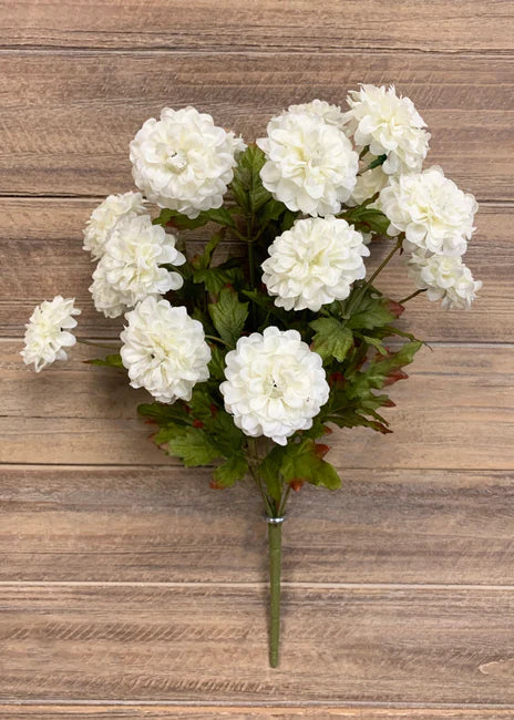 CREAM ZINNIA
