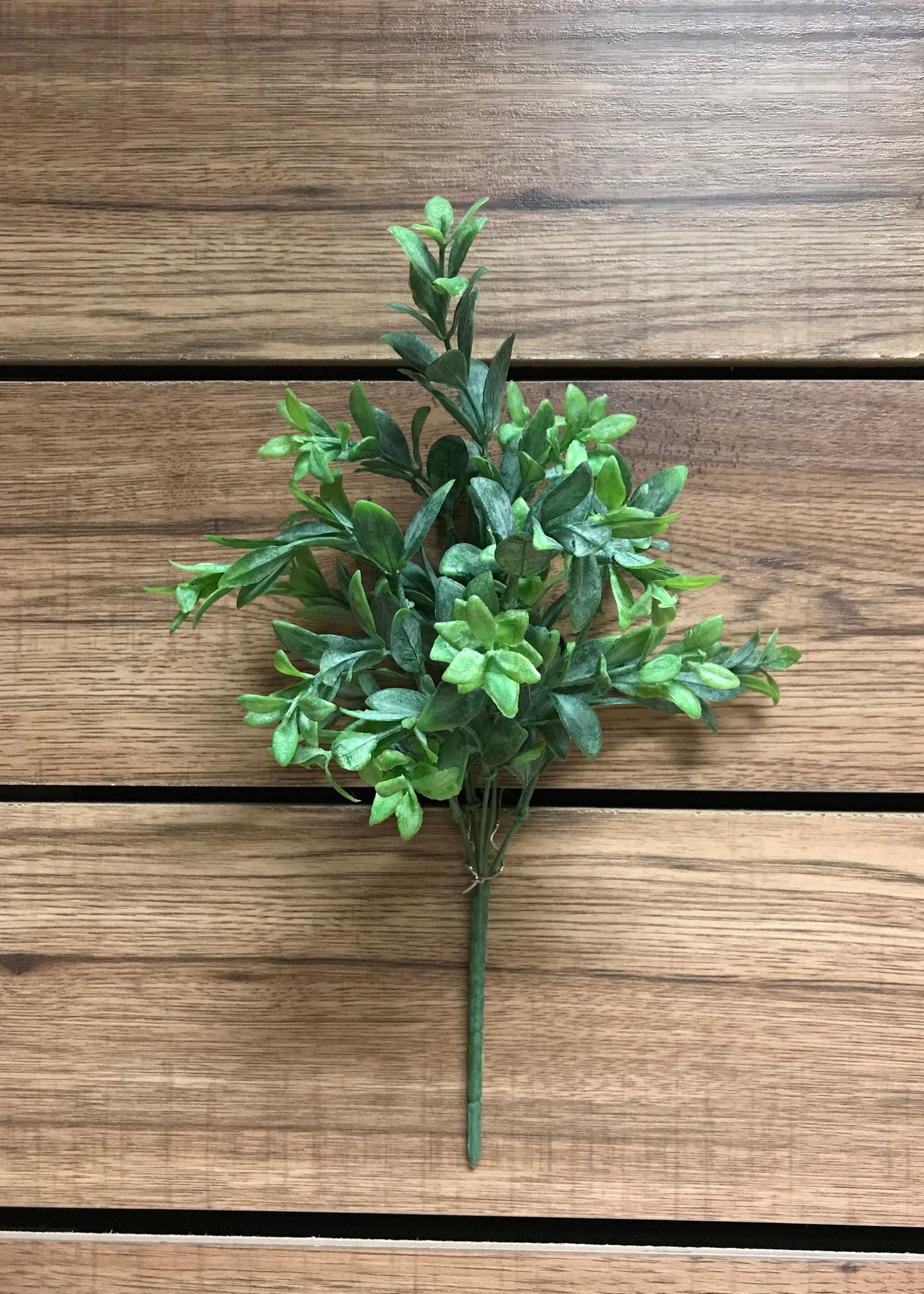 RUSCUS LEAVES BUSH