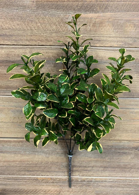 GOLDEN EUONYMUS BUSH 14"