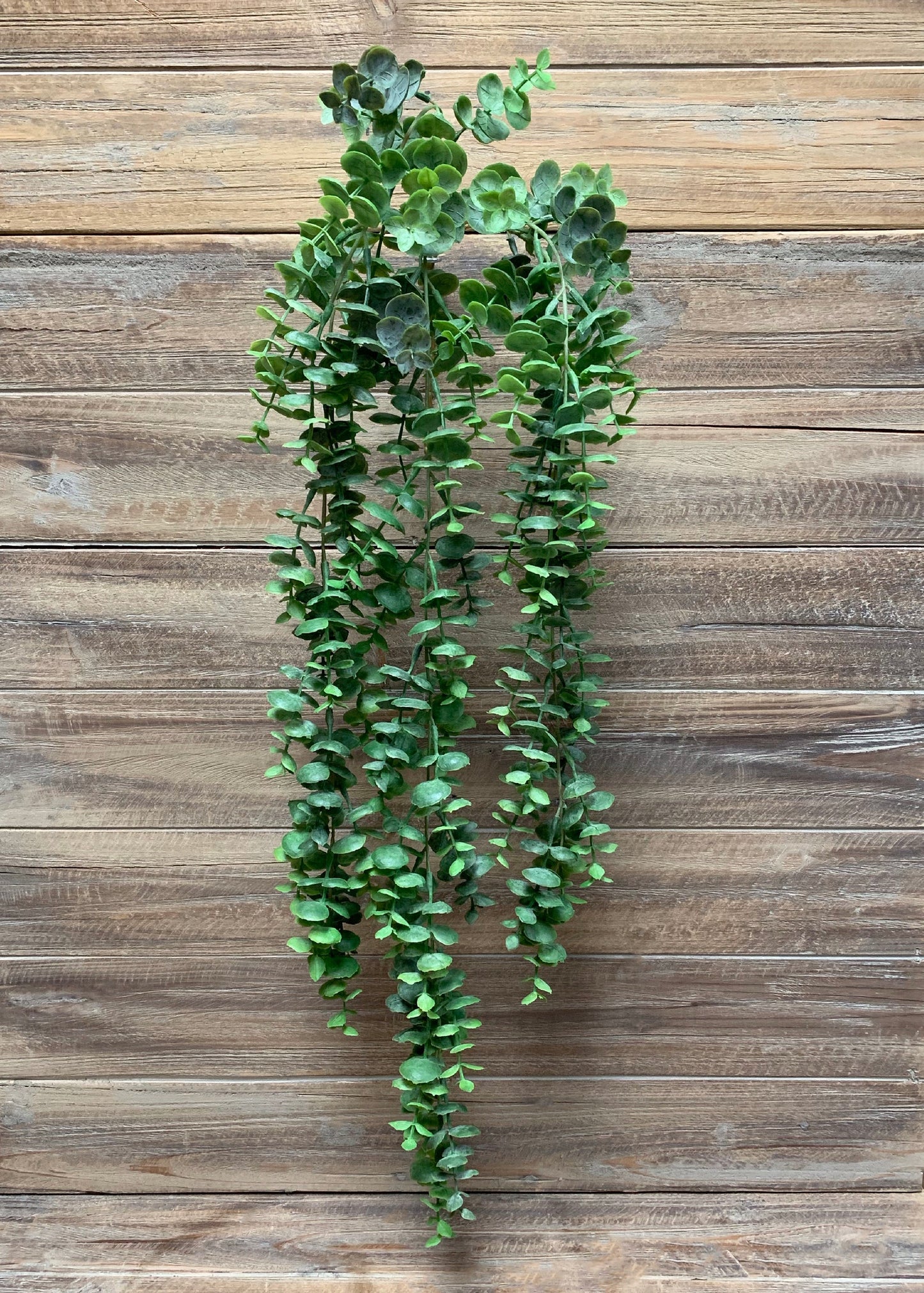 HANGING EUCALYPTUS VINE