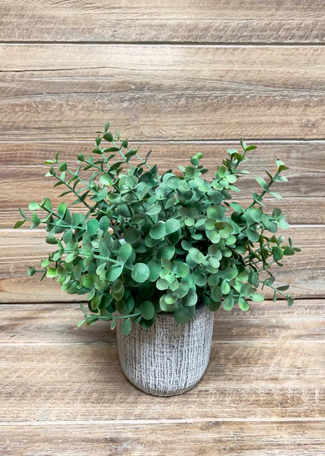 EUCALYPTUS BUSH IN CEMENT POT
