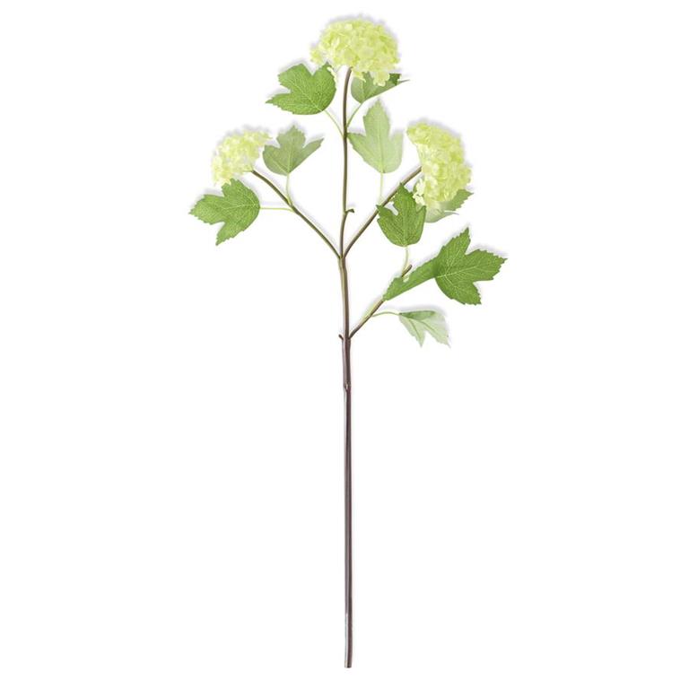 GREEN SNOWBALL HYDRANGEA STEM
