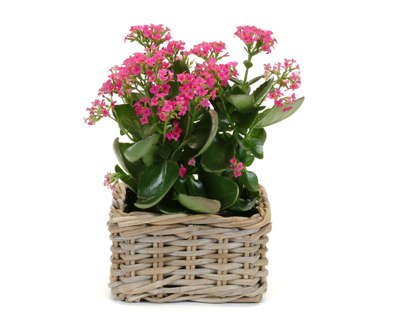 SQUARE LINED KUBU PLANTER