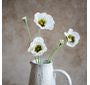 CREAM POPPY FLOWER STEM