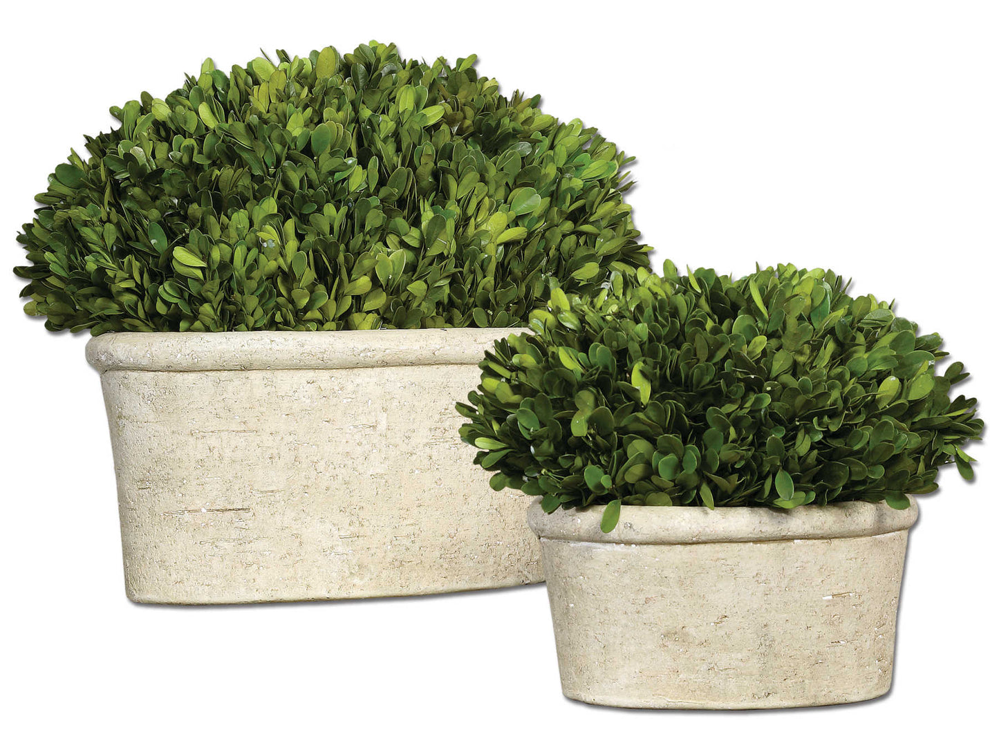 PRESERVED BOXWOOD OVAL PLANTER