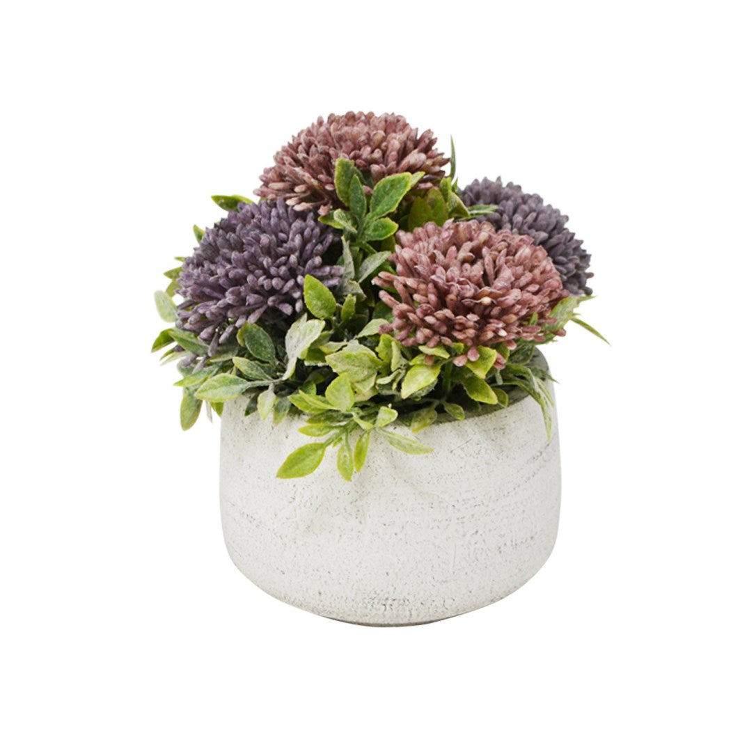 CHRYSANTHEMUM IN POT