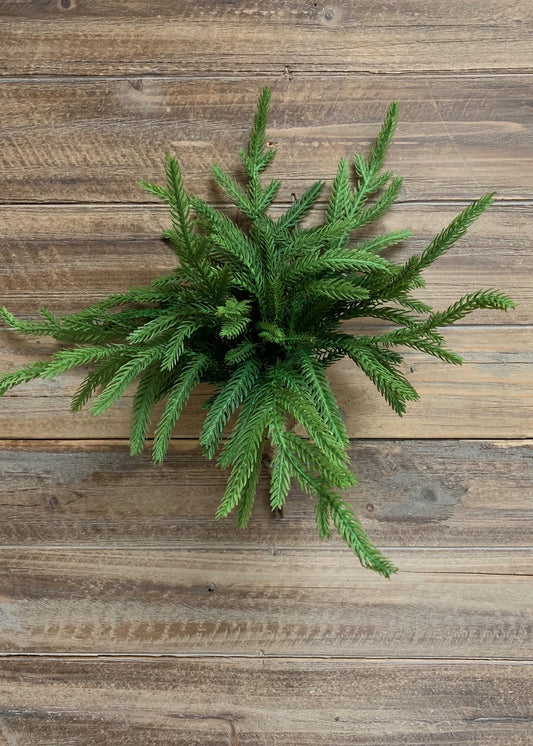 12" FRESH TOUCH NORFOLK PINE