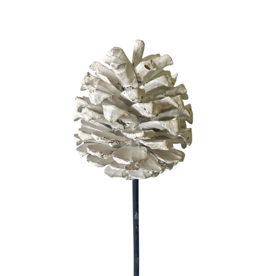 JUMBO WHITE PINECONES