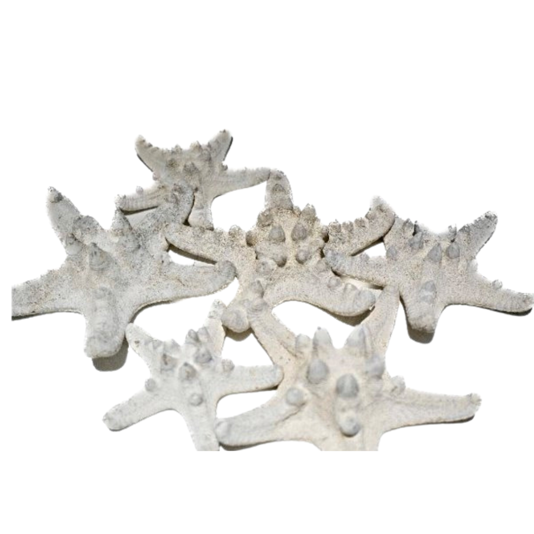 SEASHELL DECOR