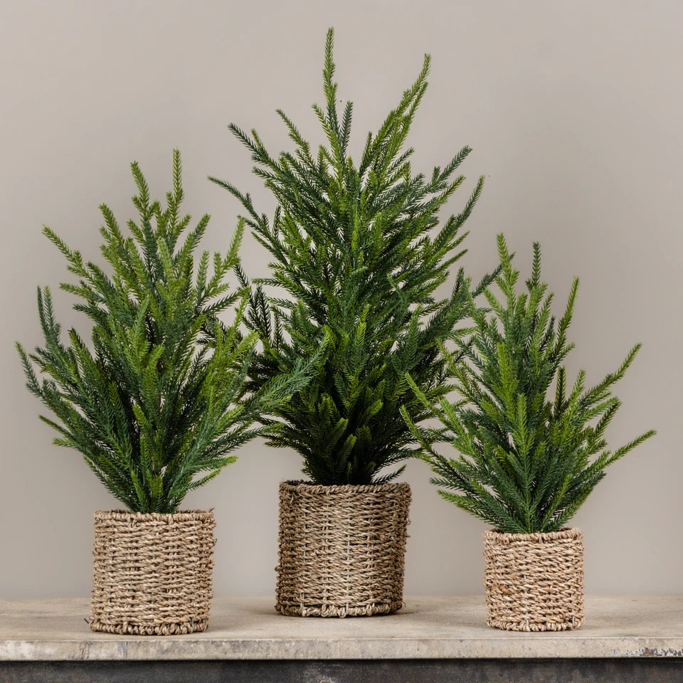 AUSTRIAN PINE TREE IN BASKET