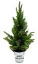 PINE TREE IN METAL POT
