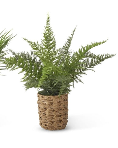 FERN IN WOVEN POT