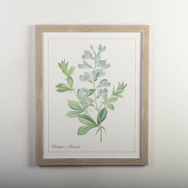 PODALYRIA AUSTRALIS FRAMED PRINT