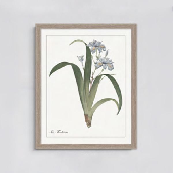 IRIS IMBRICTA FRAMED PRINT