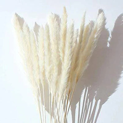BLEACHED WHITE PRESERVED PAMPAS