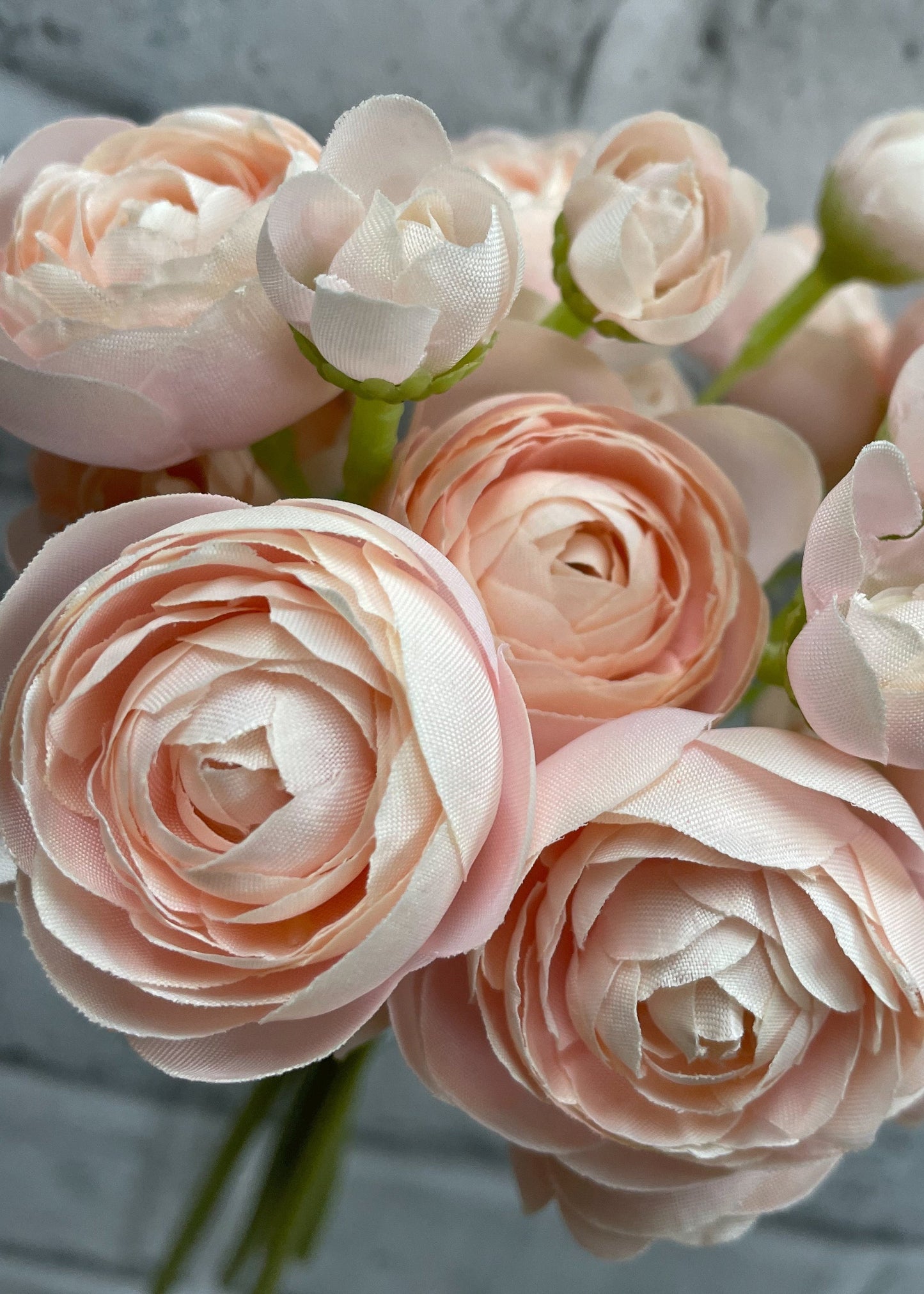 BLUSH RANUNCULUS