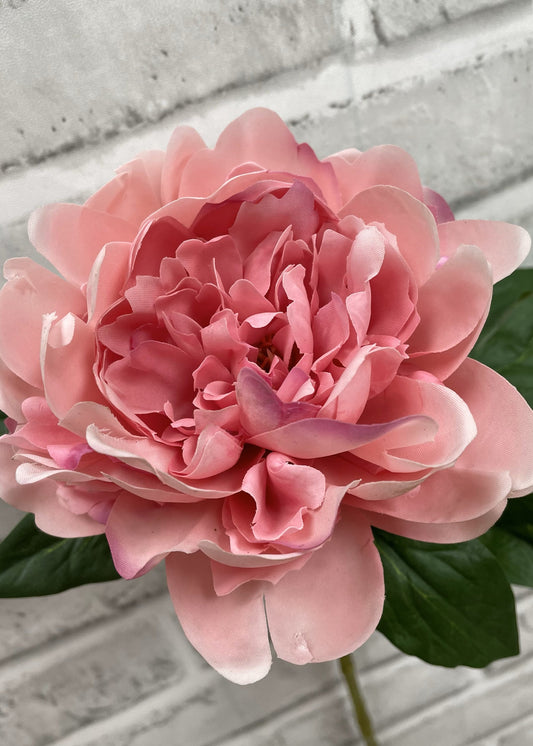 23" PINK FRESH TOUCH PEONY STEM