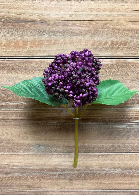 PLUM SEED HYDRANGEA