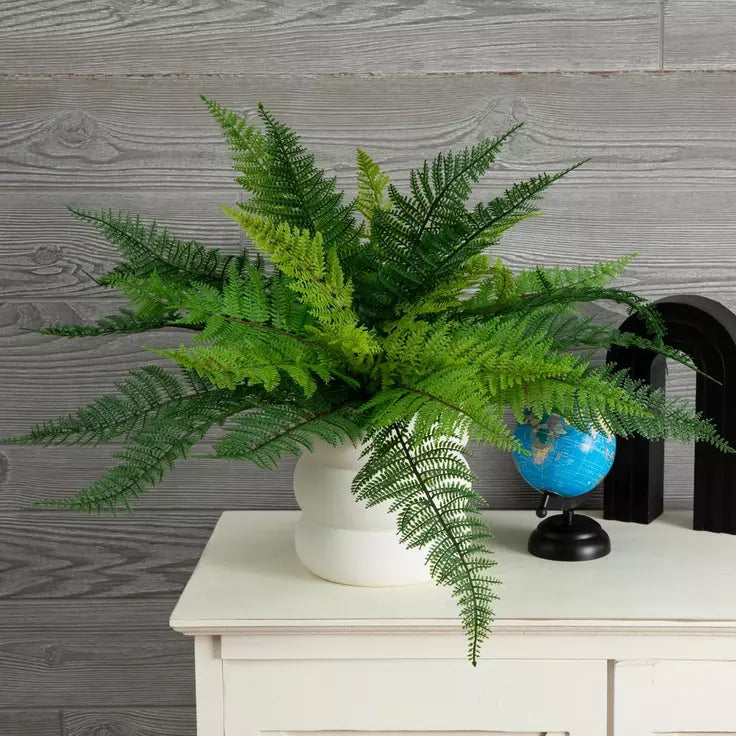 LEATHER LEAF FERN BUSH
