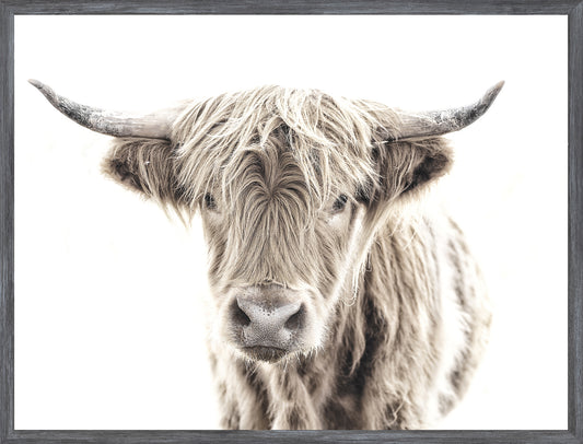 HIGHLAND COW