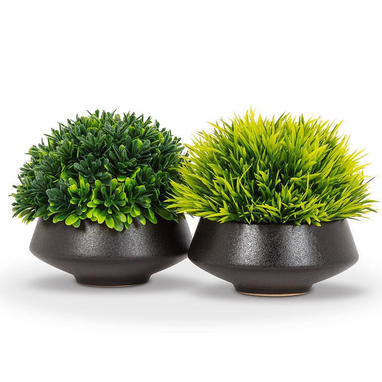 GRASSY PLANT IN BLACK POT
