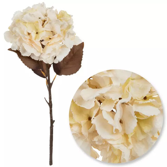 DRIED HYDRANGEA STEM - CREAM