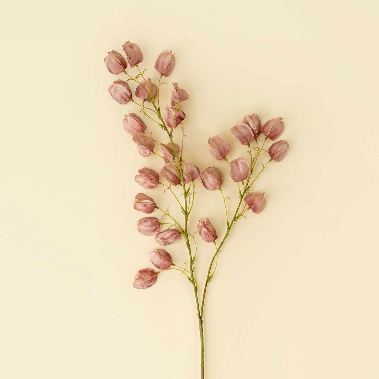 PINK LANTERN FLOWER