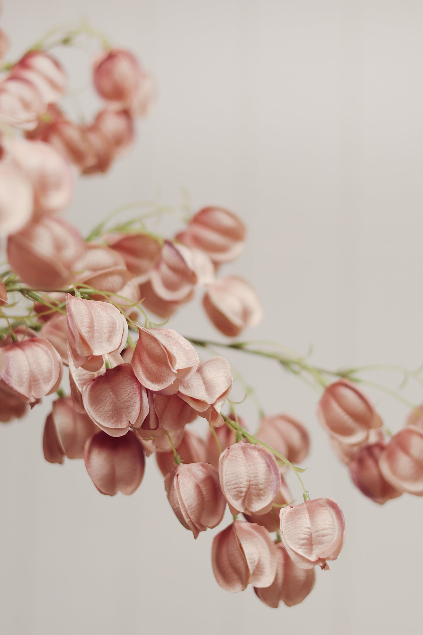 PINK LANTERN FLOWER
