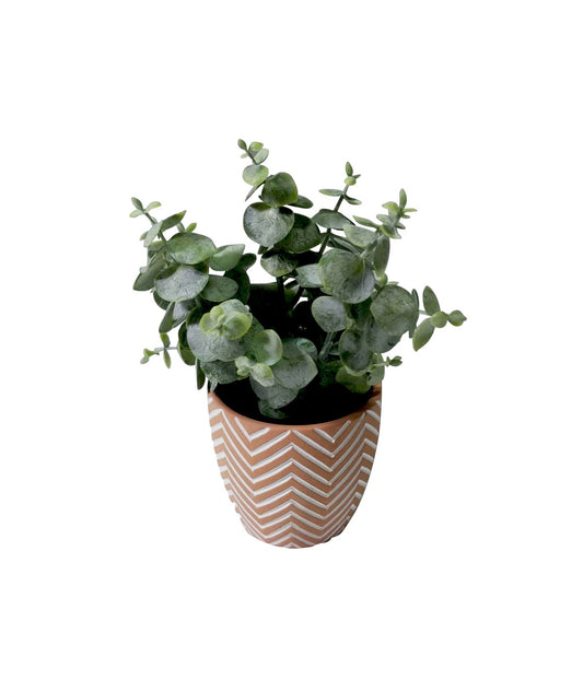 EUCALYPTUS TERRACOTTA POT