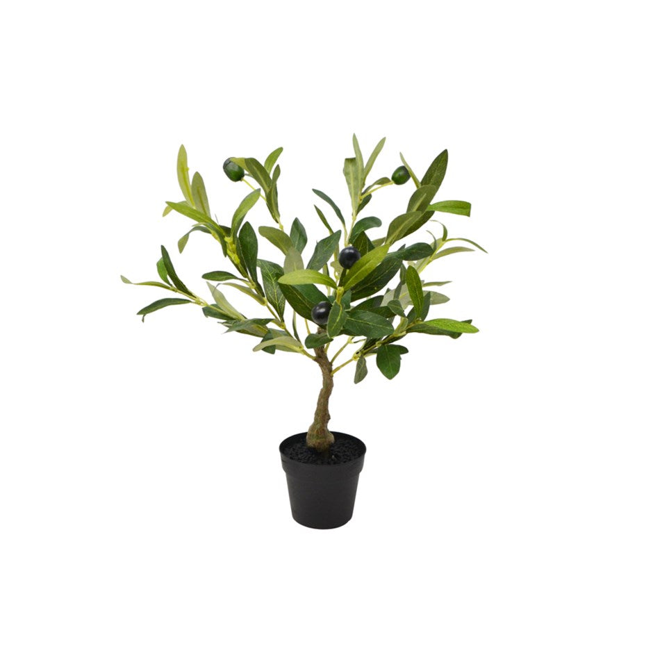 29" OLIVE TREE W/ POT