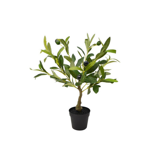 29" OLIVE TREE W/ POT