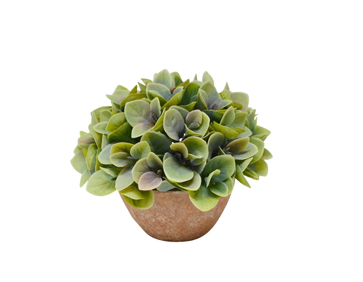 DISCHIDIA IN POT
