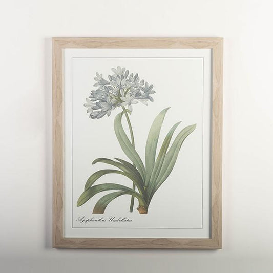 AGAPANTHUS FRAMED PRINT