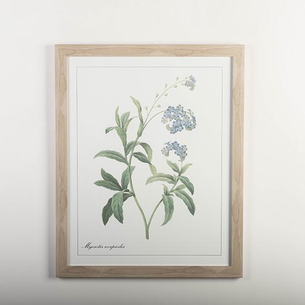 MYOSOTIS SCORPIOIDES FRAMED PRINT