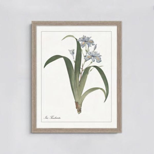 IRIS FRAMED PRINT