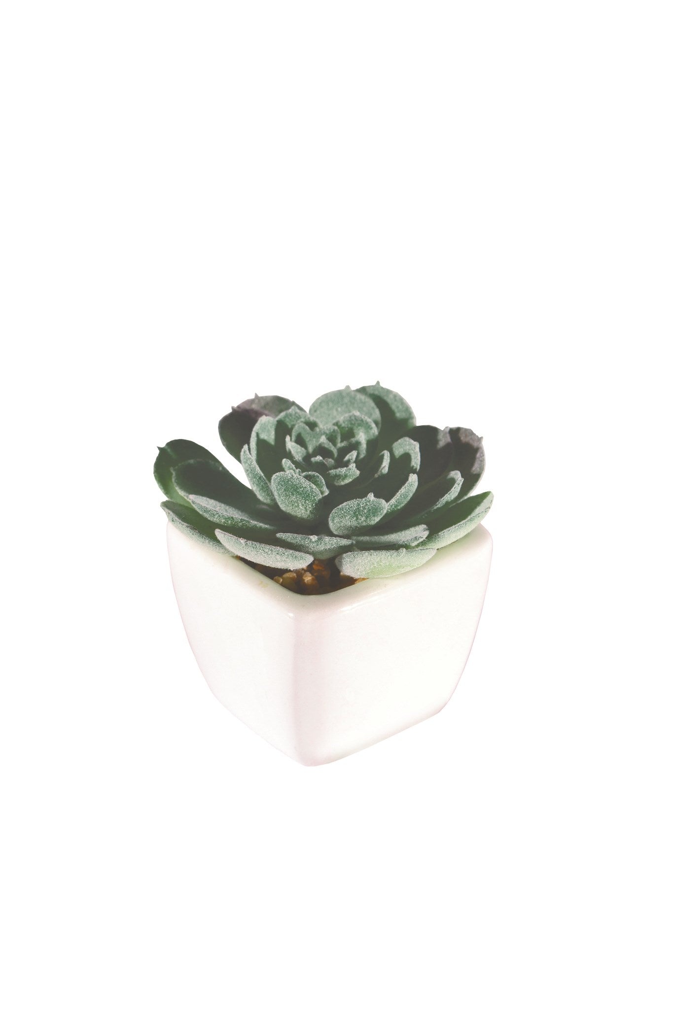 SUCCULENT PLANT MINI